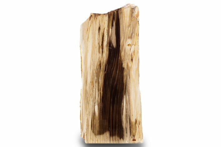 Polished, Petrified Wood (Metasequoia) Stand Up - Oregon #302958